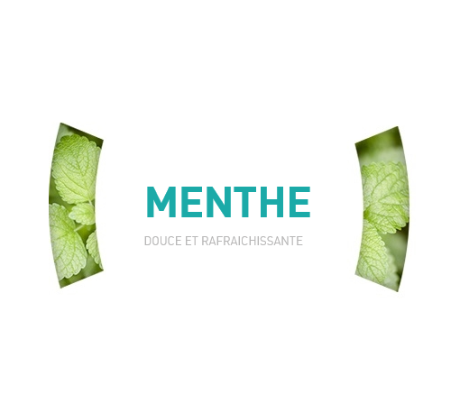 MENTHE (X25)